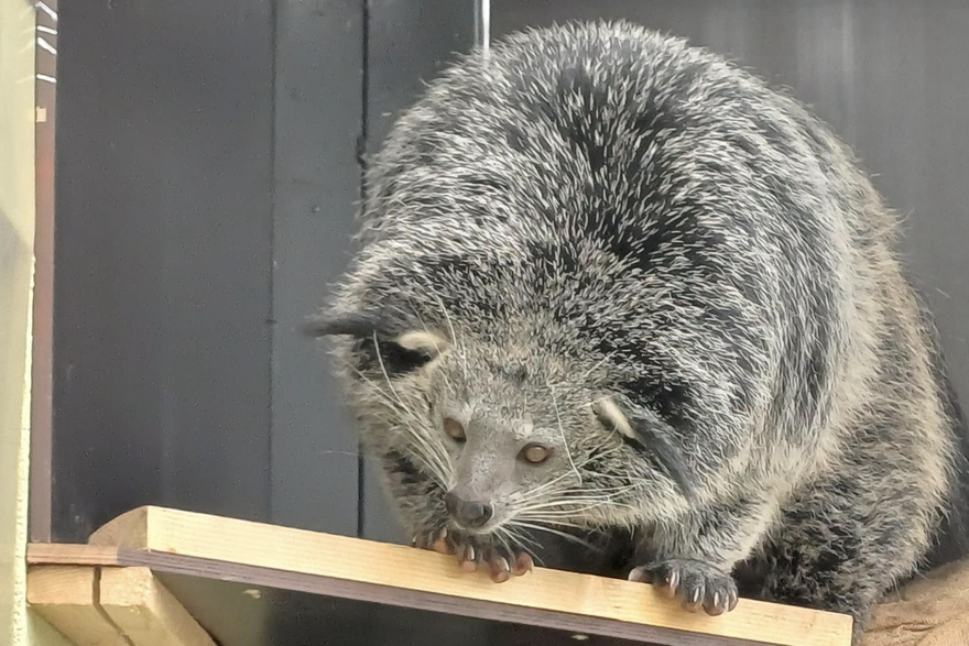 U Zoološki vrt Osijek stigao je binturong: Krzno mu miriše na kokice