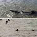 VIDEO Morskog psa snimili kod obale u Medulinu i u Pomeru