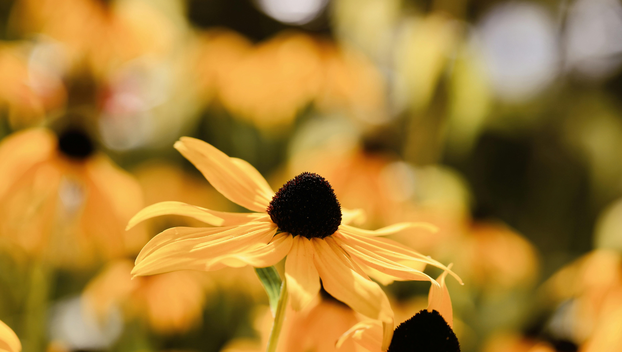 Rujan je idealno vrijeme: Evo koje trajnice treba sada posaditi