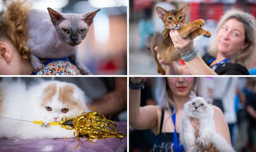FOTO Velika izložba mačaka u Zagrebu: Evo kako je bilo 2. dana. Od maznih do pospanih...
