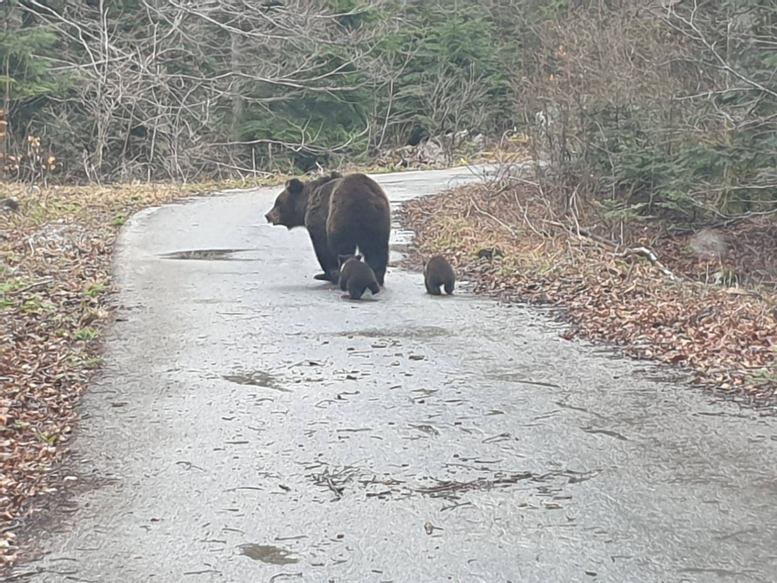 Mama, ne mogu više hodati, bi li me mogla odnijeti u šumicu?