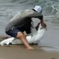 VIDEO Imamo bisera godine! Morskog psa htio vratiti u more. Nije teško pogoditi što je bilo