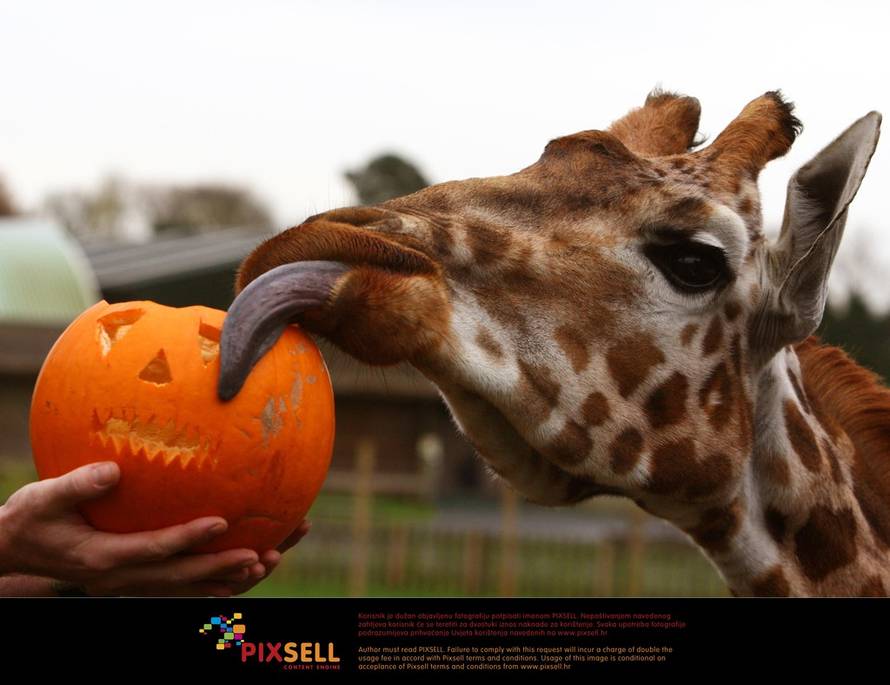 Pixsell