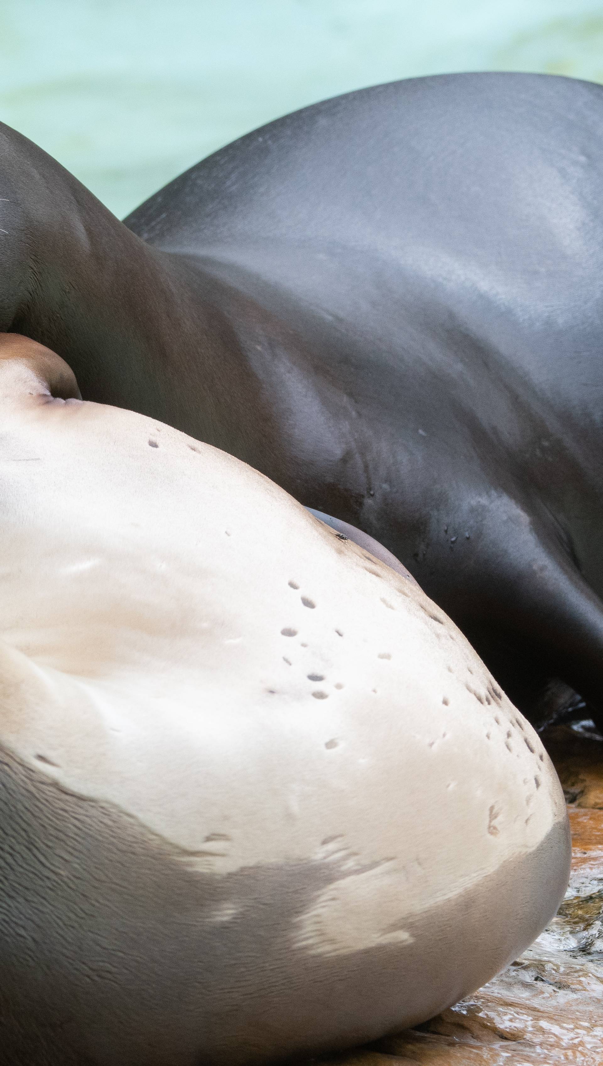 Sea lions in Berlin Zoo