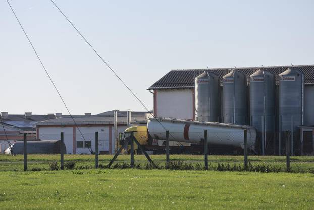 Sokolovac: Kreće eutanazija svinja, uvode se novi sigurnosni protokoli
