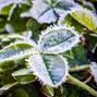 fresh clover sprouts covered with ice