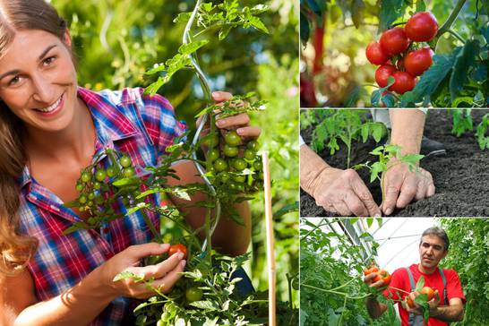 Odlični savjeti kako potaknuti rajčice da daju više plodova