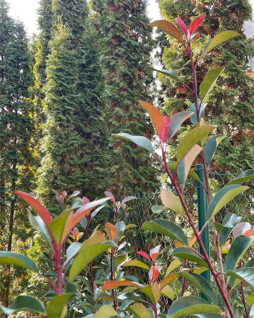 Sonja Kovač pokazala svoj novi raskošni vrt: 'To je investicija!'