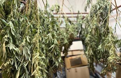 Pali dileri u Podstrani i Omišu, zaplijenili više od 2,8 kg droga