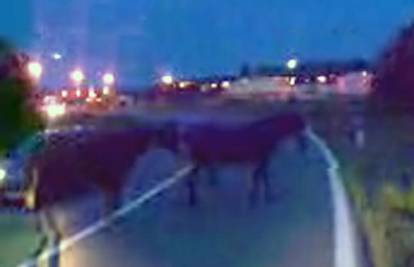 Konji nakratko zaustavili promet na državnoj cesti