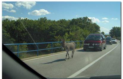 Zbog magarca auti vozili u koloni od dva kilometra