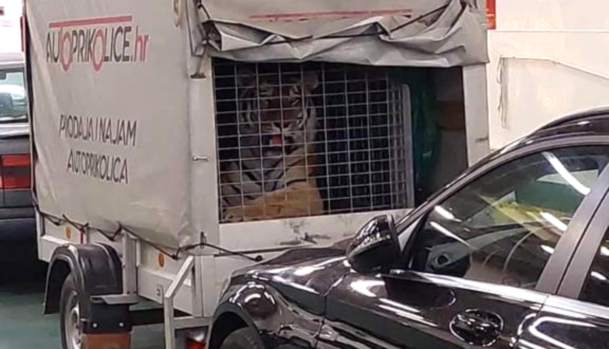 'Simba je kod nas bio još kao mali, sad će imati još bolju skrb i kvalitetnije uvjete za život'