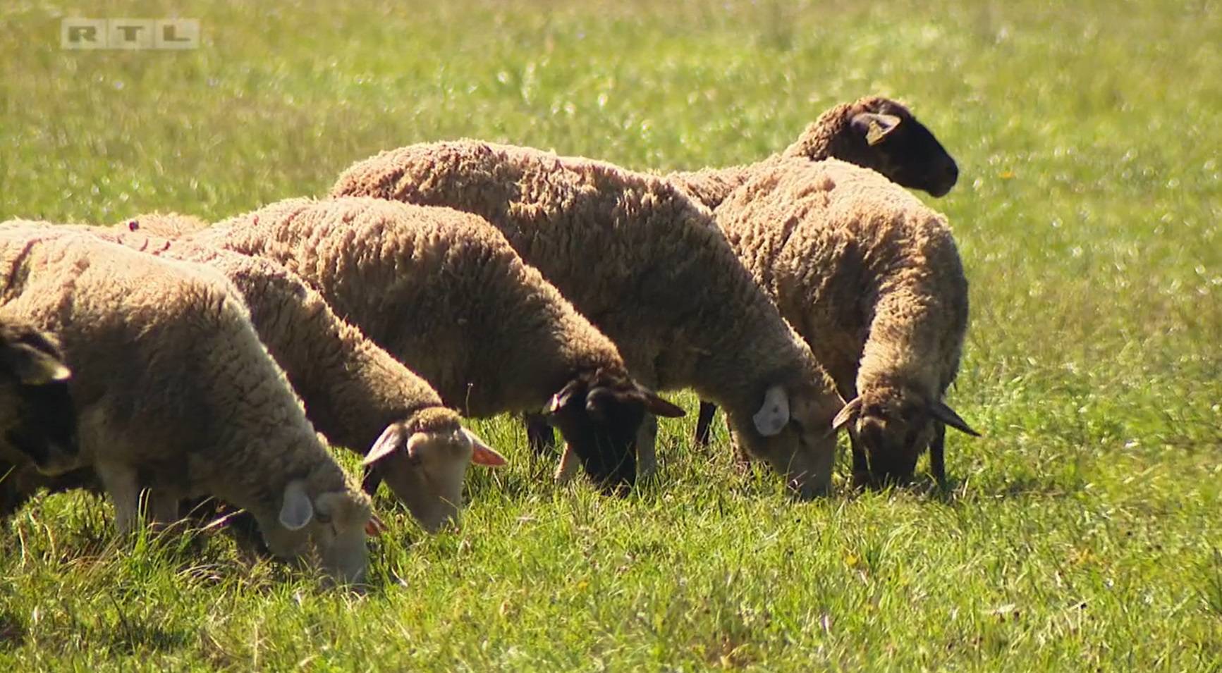 Neven na pikniku izvadio fotku bivše predsjednice: 'Kad idem s ovčicama nosim svoju Kolindu'