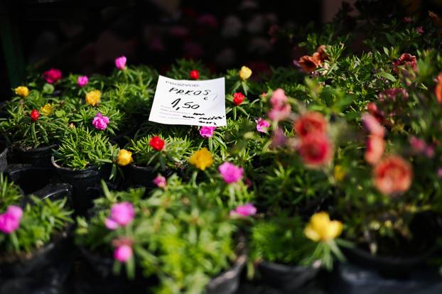 24sata Zagreb: Ponuda cvijeća na Dolcu 