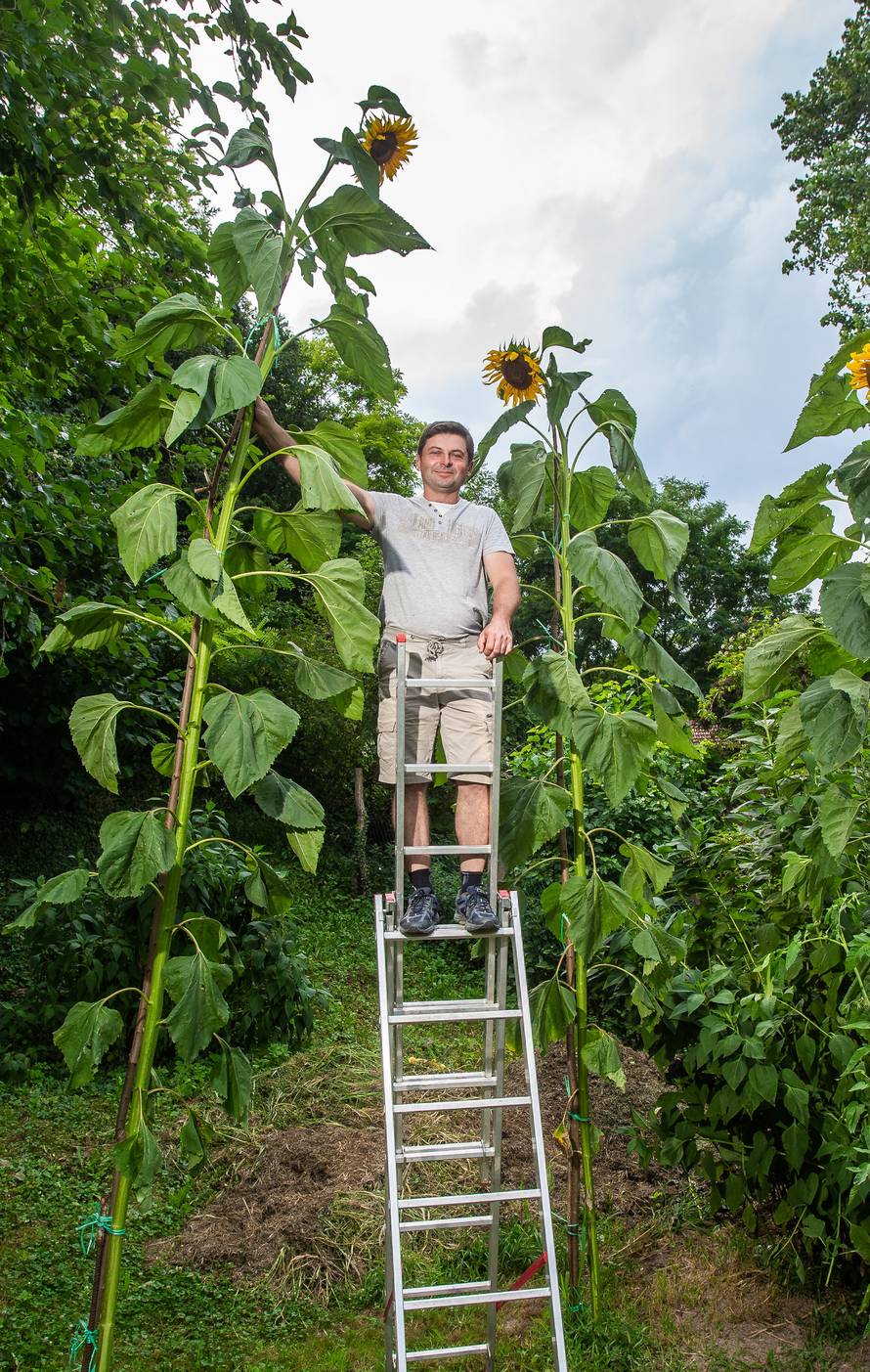 'Draga, povećao sam suncokret'