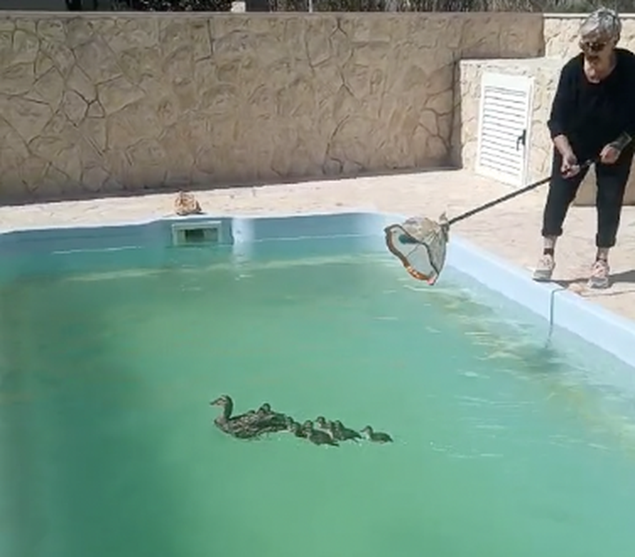 VIDEO Umjesto turista dolaze im - pačići: 'Nije prvi put da se kupaju u bazenu, stalni su gosti'
