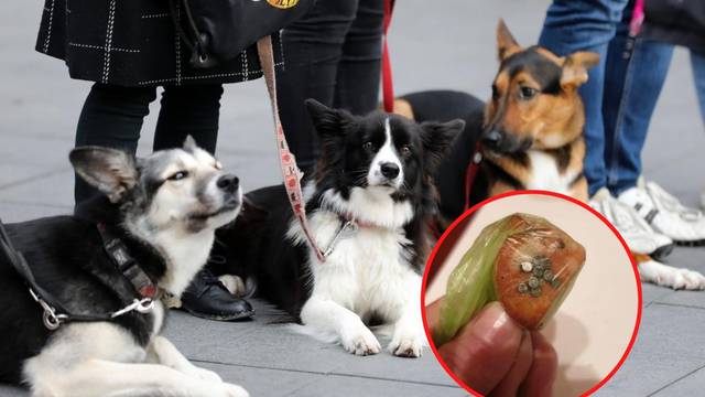 Policija godinu dana ne može uloviti trovača pasa u Zagrebu