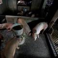 Vijetnam odobrio upotrebu cjepiva za afričku svinjsku kugu