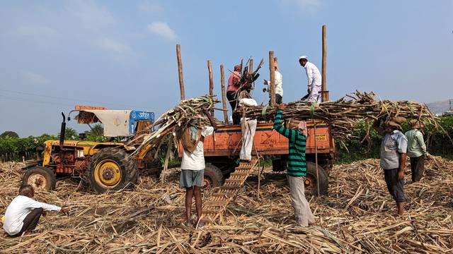 FILE PHOTO: Sugar mill workers load harvested sugar cane in a tractor trolly in Sangli district