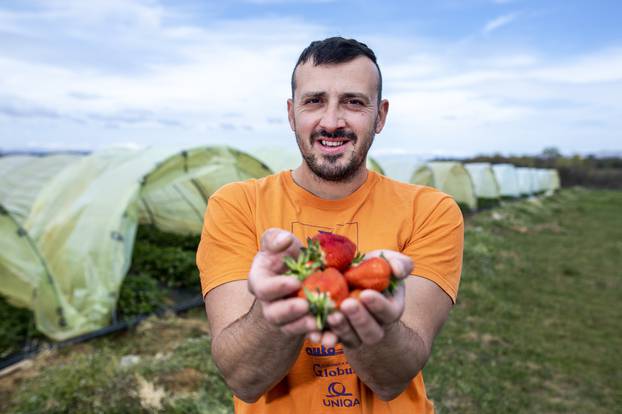 Orah: Prve ovosezonske jagode spremne su za berbu