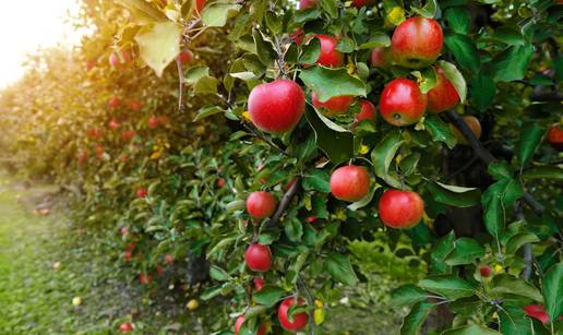 Od 100 domaćih sorti jabuka ova je najbolja za štrudlu