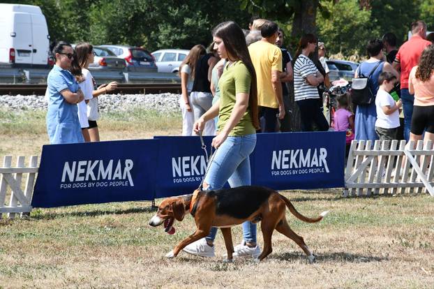 Požega: Nacionalna izložba pasa "CAC Požega 2024."