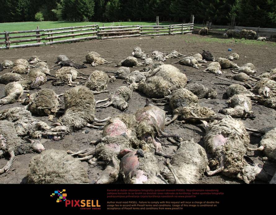 Kristina Štedul Fabac/Pixsell