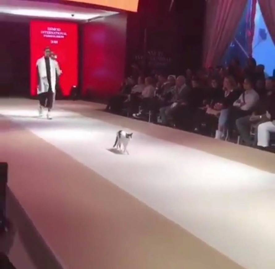 Nepozvana gošća: Maca upala na reviju, šetala i dirala modele