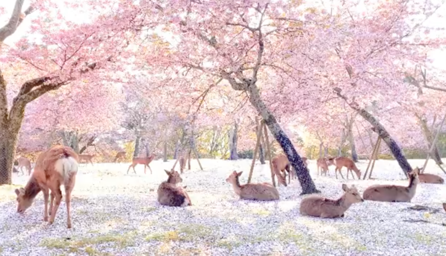 Kao iz bajke: Jeleni uživaju u cvatu trešnji u parku u Japanu