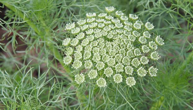 10 prirodnih pripravaka za lakše izbacivanje bubrežnog kamenca