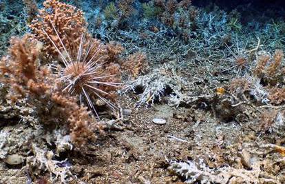 Galapagos ponovno iznenadio: Otkrili dosad nepoznat i potpuno očuvan koraljni greben