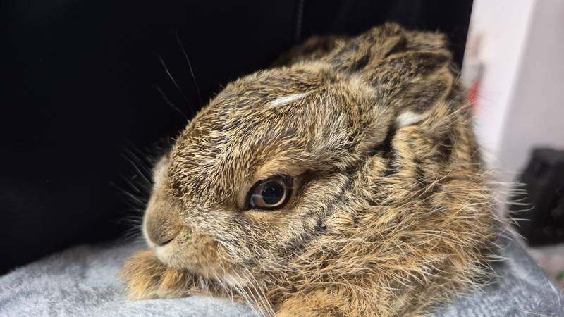 UPOZORENJE ZOO Zagreb: Našli ste zečića ili lane? Ne dirajte ih!