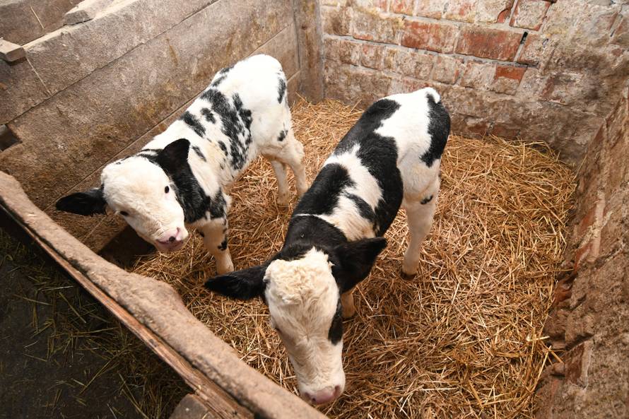 Donja Petrička: Četiri krave u OPG-u Miroslava Trgovca unutar nekoliko dana otelile su osam telića