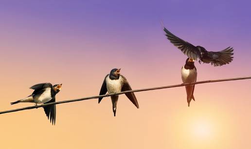 Promjena spola kod ptica češća je nego što se dosad mislilo