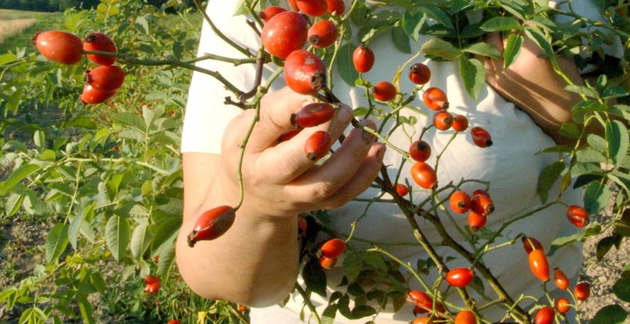 Sipak obitelji Zelenika iz Velike