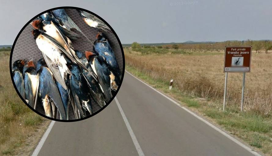 'Usporite, ubijate ih!': Pregazili lastavice kod Vranskog jezera