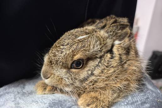 UPOZORENJE ZOO Zagreb: Na&scaron;li ste ze&ccaron;i&cacute;a ili lane? Ne dirajte ih!