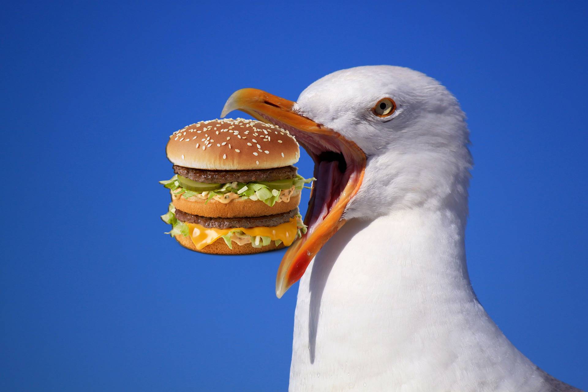 Oko za oko:  Tip ugrizao galeba koji mu je htio oteti hamburger
