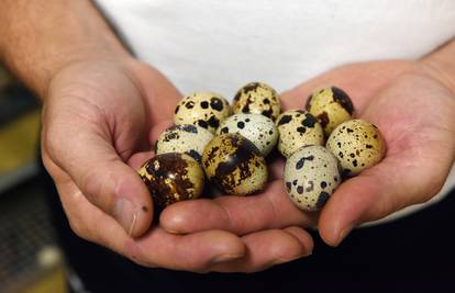 Koliko su prepeličja jaja korisna za zdravlje? 'Prestižu' kokošja jaja u željezu i vitaminu B12