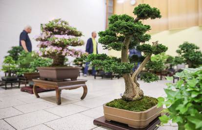 'To je naše blago, vratite ga!': Ukrali bonsai star 400 godina