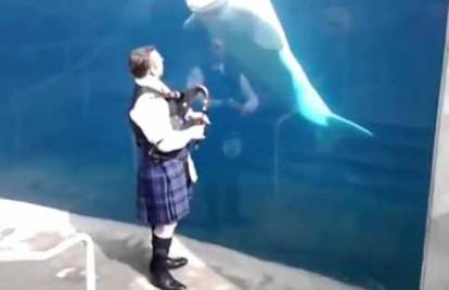 Gajdaš glazbom hipnotizirao beluga kita, nije mogao otići