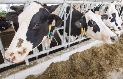 Slučaj kravljeg ludila pojavio se u Nizozemskoj, izolirali farmu