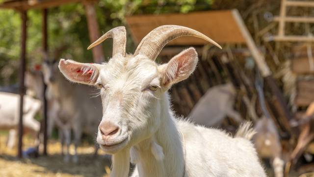 Vodnjan: David Trento nastoji sačuvati autohtonu istarsku kozu