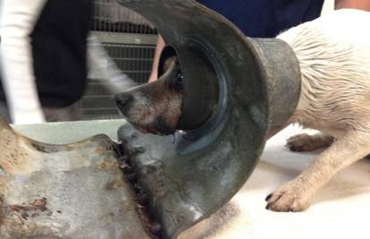 Znatiželja ga skoro ubila: Pas zaglavio u metalnoj cijevi
