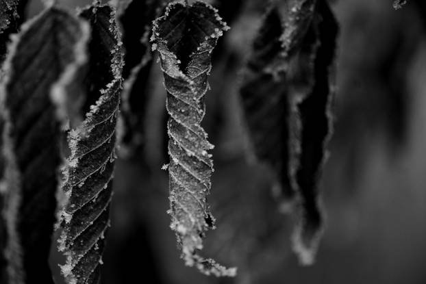 Zagreb: Gusta magla sakrila boje parka Maksimir