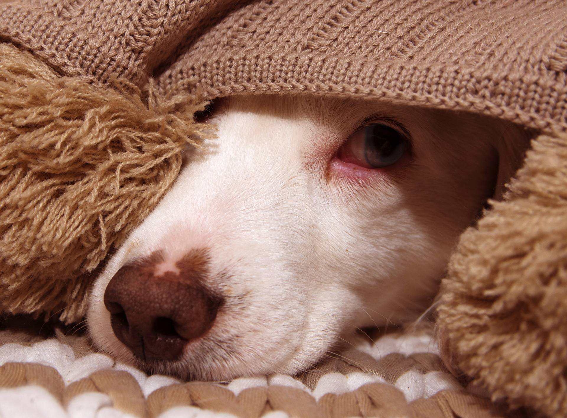 Ravnopravni pas u krevetu: Sve dobre i loše strane tog suživota
