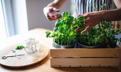 Kako uzgojiti začinsko bilje i pravilno zalijevati biljke: Pridružite nam se na radionici