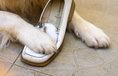 Jutarnji vapaji: 'Šefe, pas mi je pojeo cipele. Ne mogu doći...'