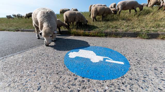 Piktogrami 'ovce na putu'