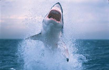 Morski psi su opasni kada se hrane - u sumrak i zoru